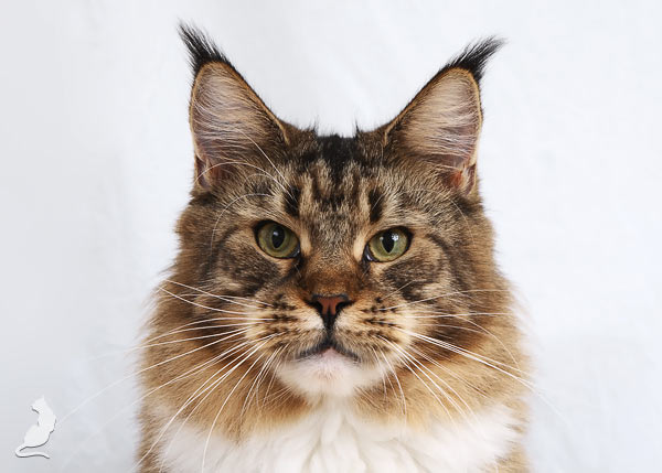 Lioncoon Tayga - мейн-кун