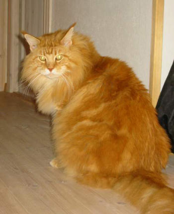 Love Hulen's Hurricane Mitch - maine-coon