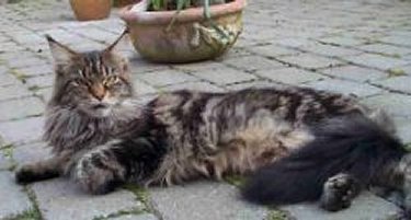 Love Hulen's True Love in the X-file - maine-coon