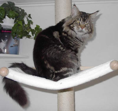 Love Hulen's Scoop - maine-coon