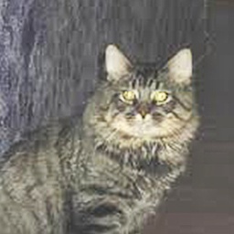 Koontucky Shiawassee