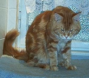 Honey Hill's Paprika - maine-coon