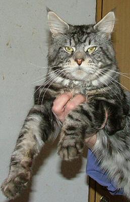 Going Light Bodyguard - мейн-кун