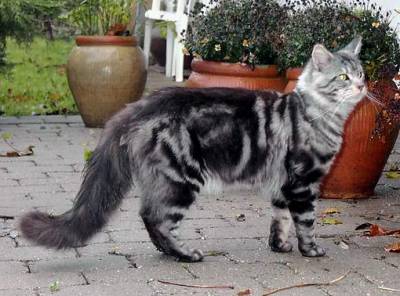 Going Light Bodyguard - мейн-кун