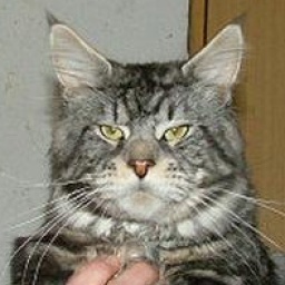 Going Light Bodyguard