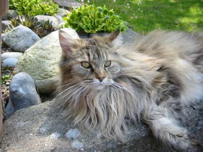 Love Hulen's Reliance - maine-coon