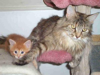 Love Hulen's Reliance - maine-coon