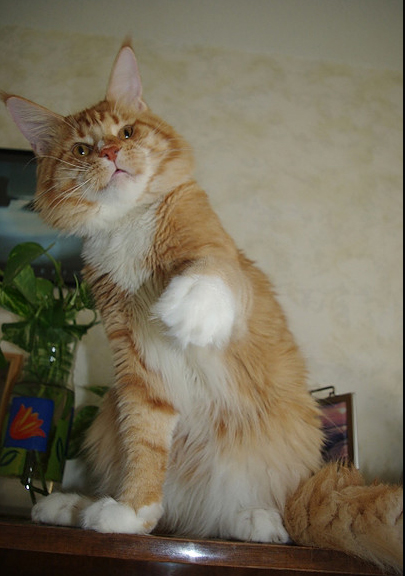 Angelic Eye Krasnyi Dar - мейн-кун