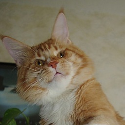 Angelic Eye Krasnyi Dar