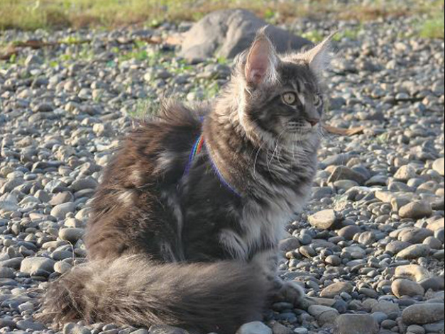 UfaCoon's Enamour - maine-coon