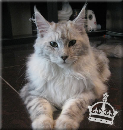 Alwaro Princess of Sun - maine-coon
