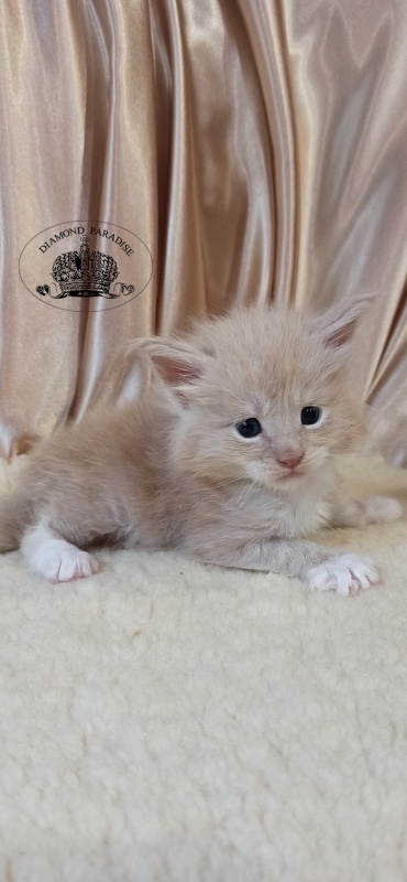 Diamond Paradise Umka - Kitten maine-coon 1 month
