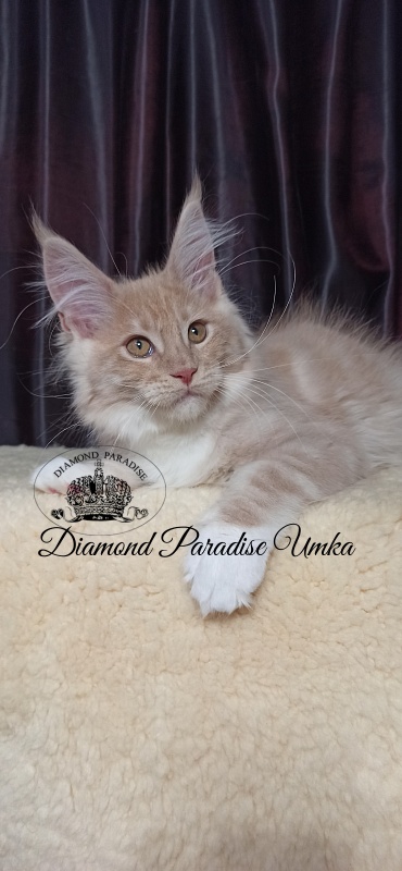 Diamond Paradise Umka - Kitten maine-coon 3 months