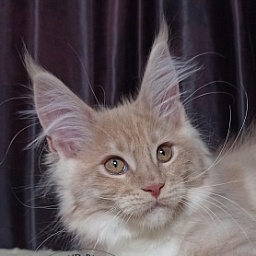 Diamond Paradise Umka