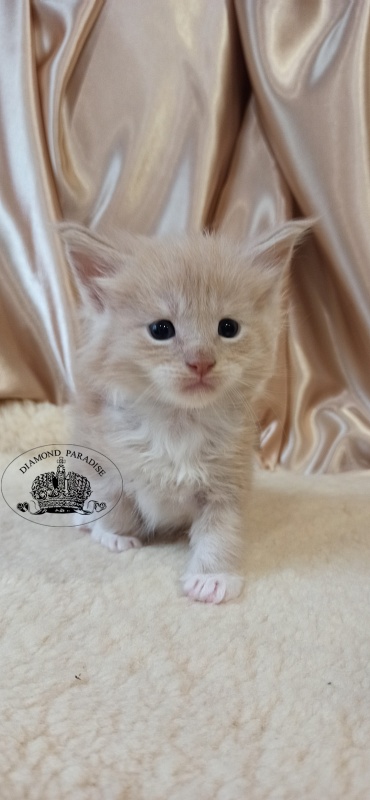 Diamond Paradise Umka - Kitten maine-coon 1 month