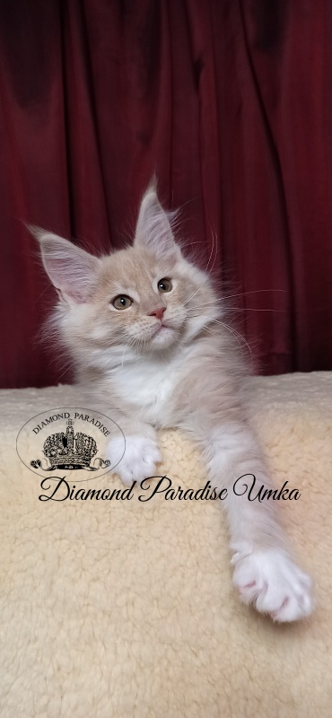 Diamond Paradise Umka - Kitten maine-coon 2 months 1.5 week
