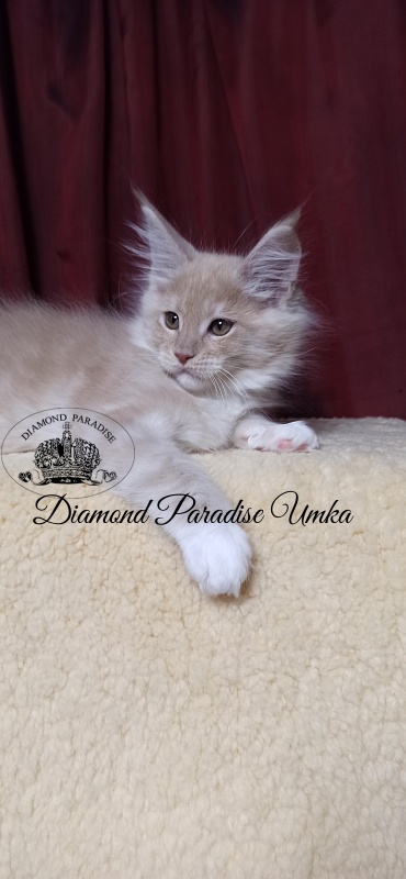 Diamond Paradise Umka - Kitten maine-coon 2 months 1.5 week