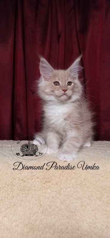 Diamond Paradise Umka - Kitten maine-coon 2 months 1.5 week