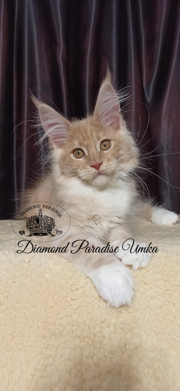 Diamond Paradise Umka - Kitten maine-coon 3 months