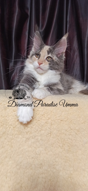 Diamond Paradise Umma - Kitten maine-coon 3 months