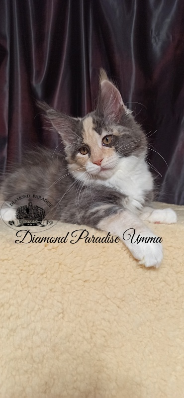 Diamond Paradise Umma - Kitten maine-coon 3 months