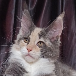 Diamond Paradise Umma