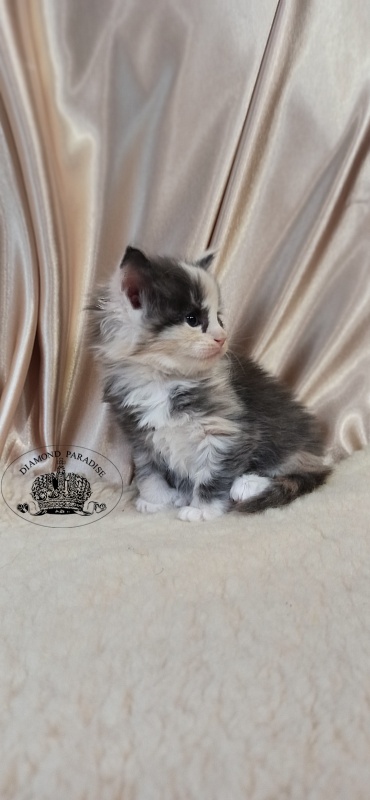 Diamond Paradise Umma - Kitten maine-coon 1 month