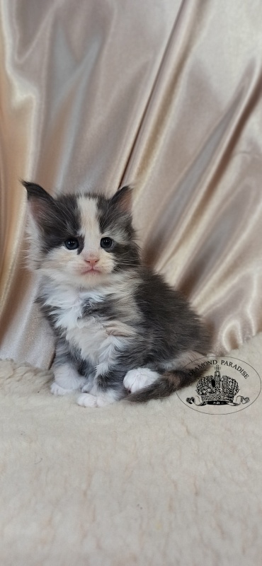 Diamond Paradise Umma - Kitten maine-coon 1 month