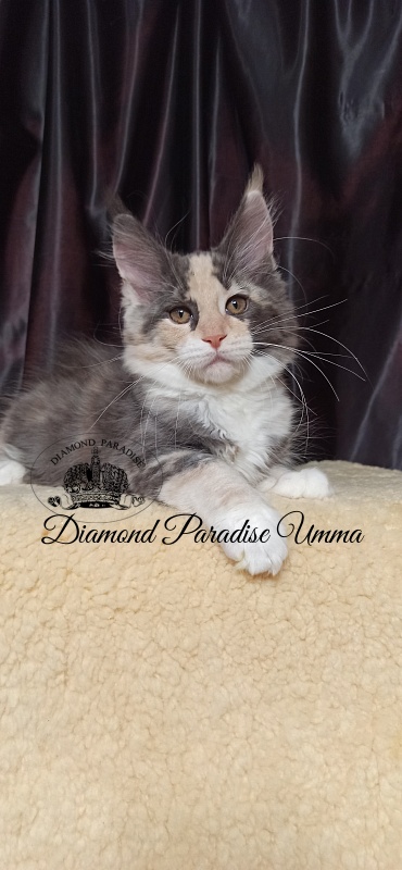 Diamond Paradise Umma - Kitten maine-coon 3 months