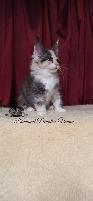 Diamond Paradise Umma - Kitten maine-coon 2 months 1.5 week