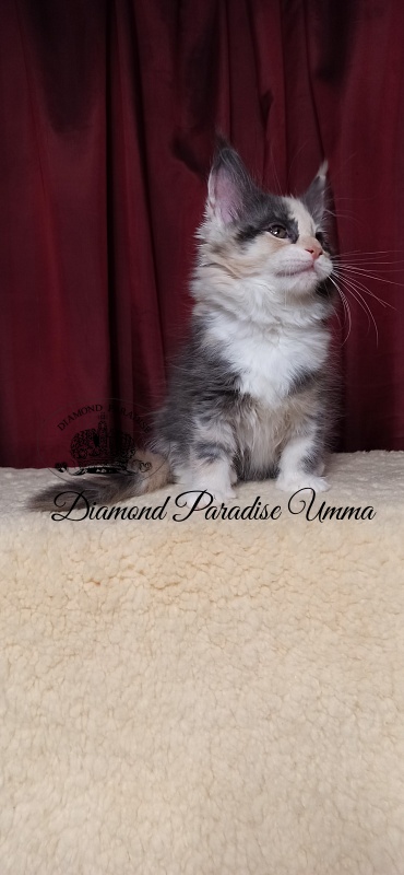 Diamond Paradise Umma - Kitten maine-coon 2 months 1.5 week