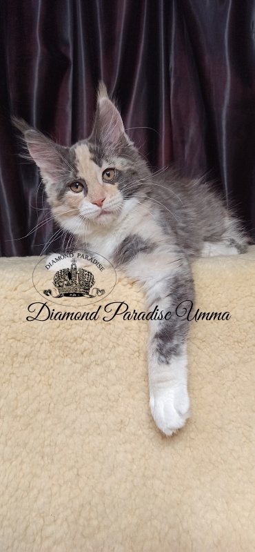 Diamond Paradise Umma - Kitten maine-coon 3 months