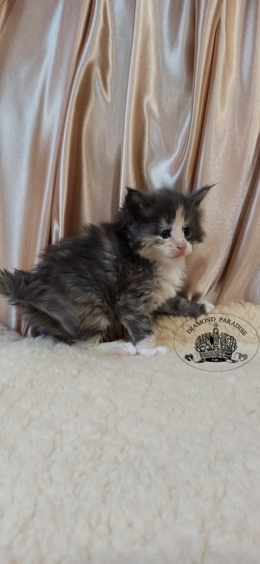 Diamond Paradise Ursula - Kitten maine-coon 1 month
