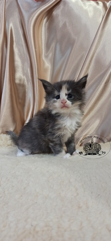 Diamond Paradise Ursula - Kitten maine-coon 1 month