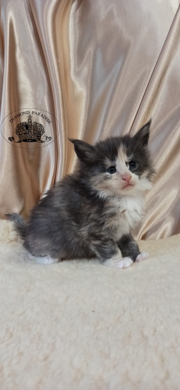 Diamond Paradise Ursula - Kitten maine-coon 1 month