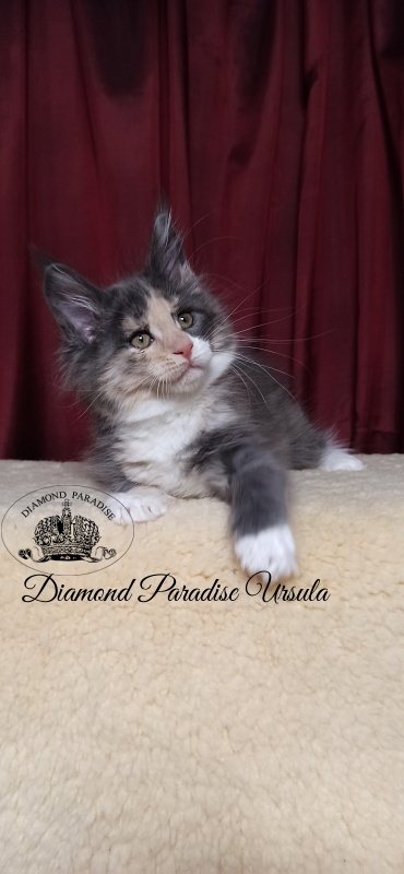 Diamond Paradise Ursula - Kitten maine-coon 2 months 1.5 week