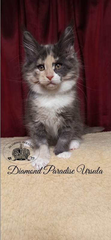 Diamond Paradise Ursula - Kitten maine-coon 2 months 1.5 week