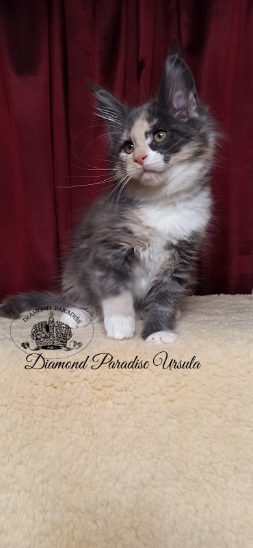 Diamond Paradise Ursula - Kitten maine-coon 2 months 1.5 week
