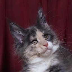 Diamond Paradise Ursula