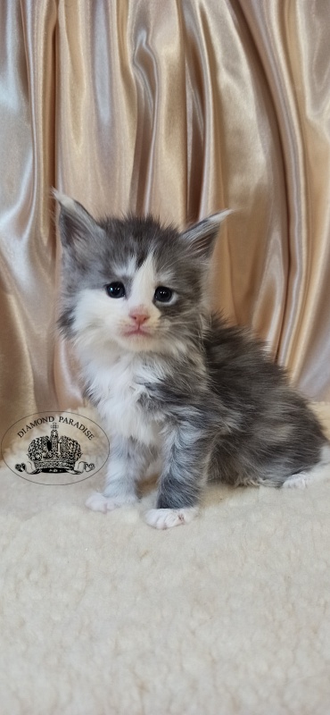 Diamond Paradise Uslada - Kitten maine-coon 1 month