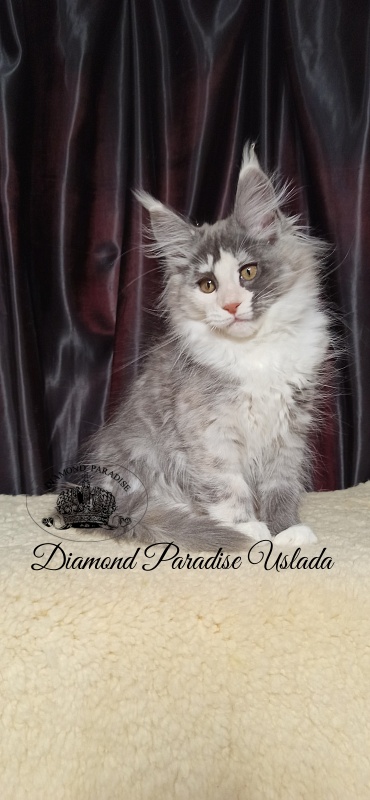 Diamond Paradise Uslada - Kitten maine-coon 3 months