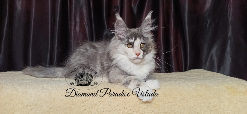 Diamond Paradise Uslada - Kitten maine-coon 3 months