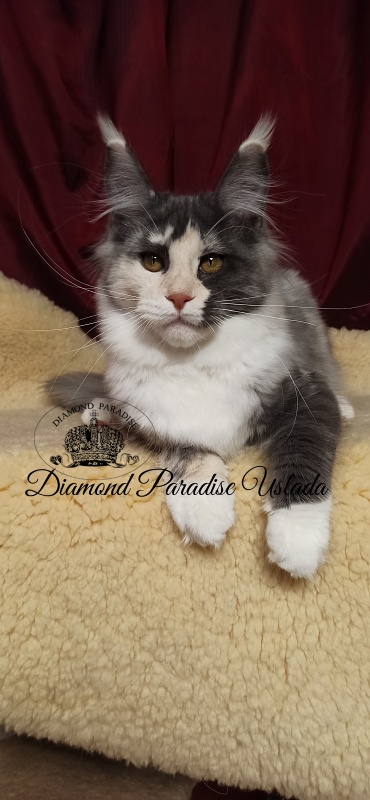 Diamond Paradise Uslada - Kitten maine-coon 5 months 0.5 weeks