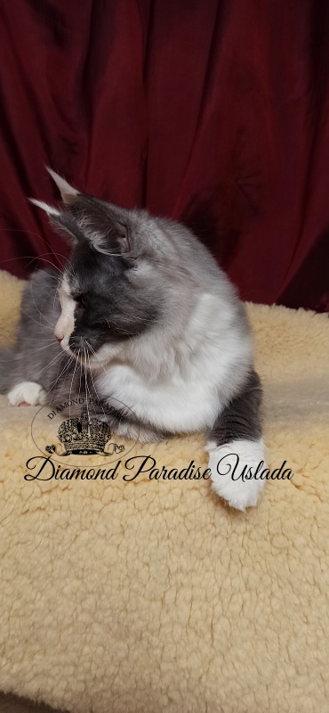 Diamond Paradise Uslada - Kitten maine-coon 5 months 0.5 weeks