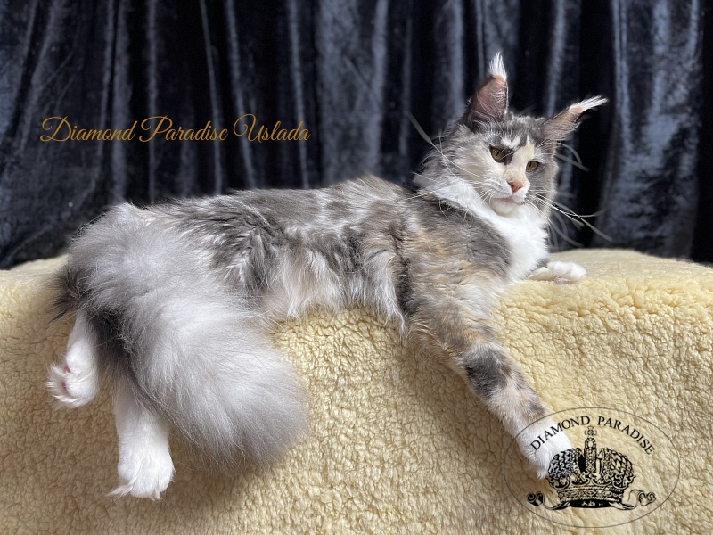 Diamond Paradise Uslada - Junior maine-coon 8 months 1 week