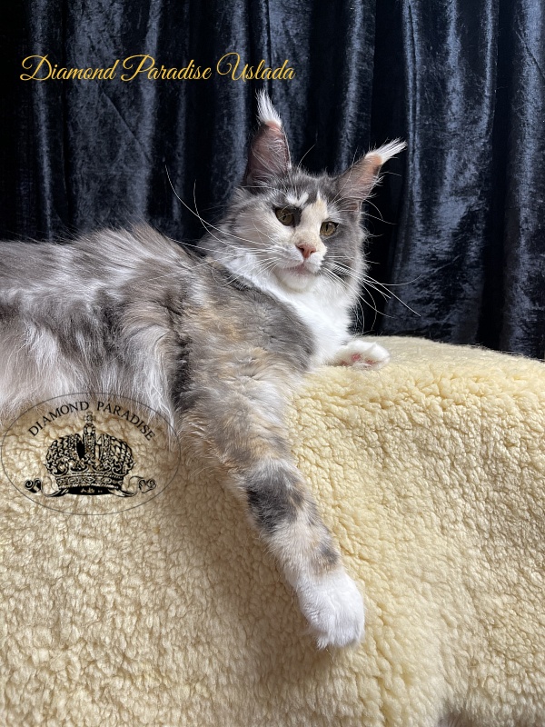 Diamond Paradise Uslada - Junior maine-coon 8 months 1 week