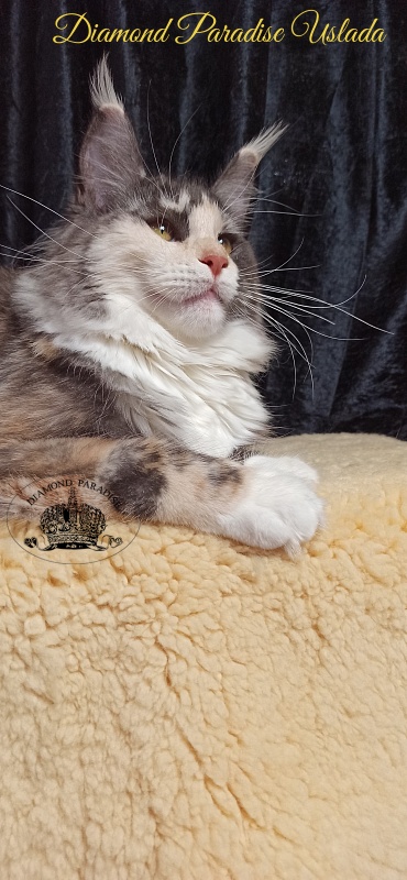 Diamond Paradise Uslada - Junior maine-coon 8 months 1 week