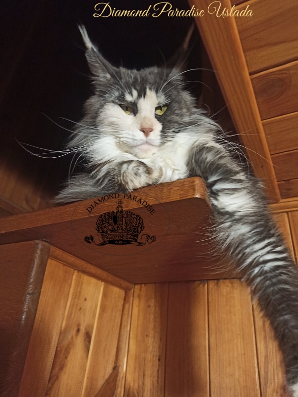 Diamond Paradise Uslada - Adult maine-coon 3 years 1 month 3.5 weeks