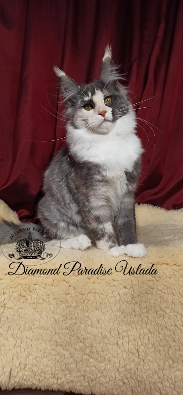 Diamond Paradise Uslada - Kitten maine-coon 5 months 0.5 weeks