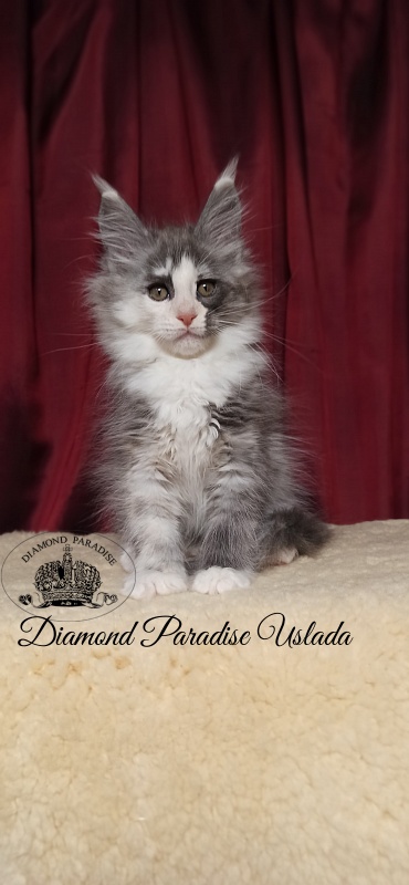 Diamond Paradise Uslada - Kitten maine-coon 2 months 1.5 week